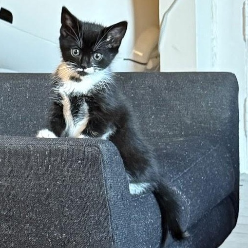 Pancake & Patty Melt, a ADOPTABLE Domestic Short Hair in brooklyn, NY image 3/6