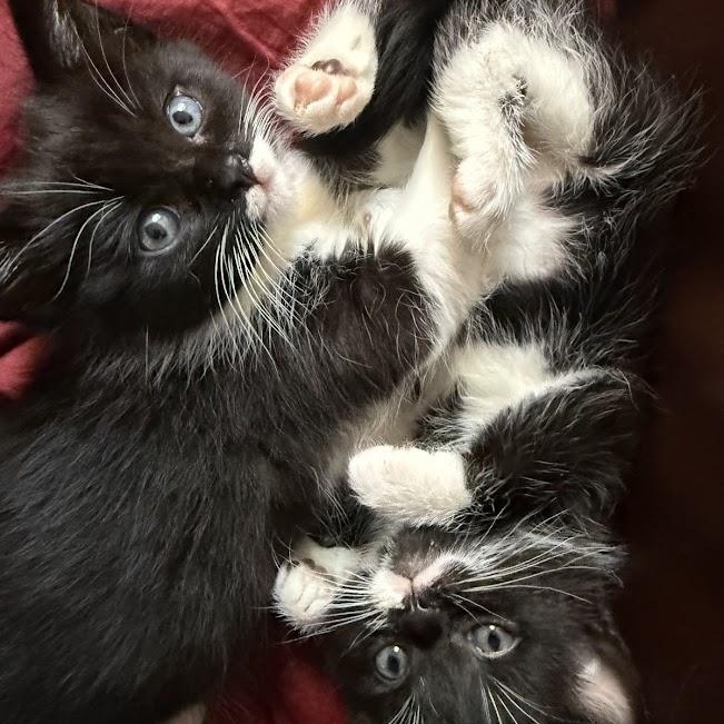 Pancake & Patty Melt, ADOPTABLE, Kitten Female Domestic Short Hair.