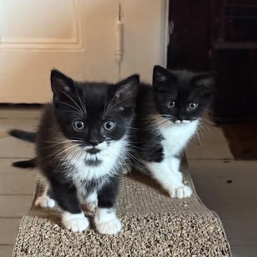Pancake & Patty Melt, a ADOPTABLE Domestic Short Hair in brooklyn, NY image 4/6