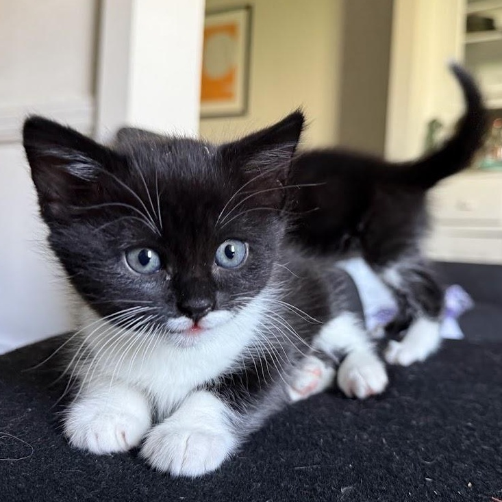 Pancake & Patty Melt, a ADOPTABLE Domestic Short Hair in brooklyn, NY image 2/6