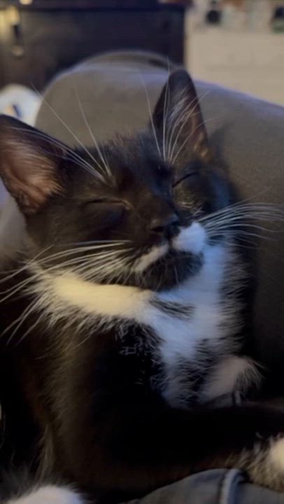 Enlarge Pancake & Patty Melt, a ADOPTABLE Domestic Short Hair in brooklyn, NY video 6/6