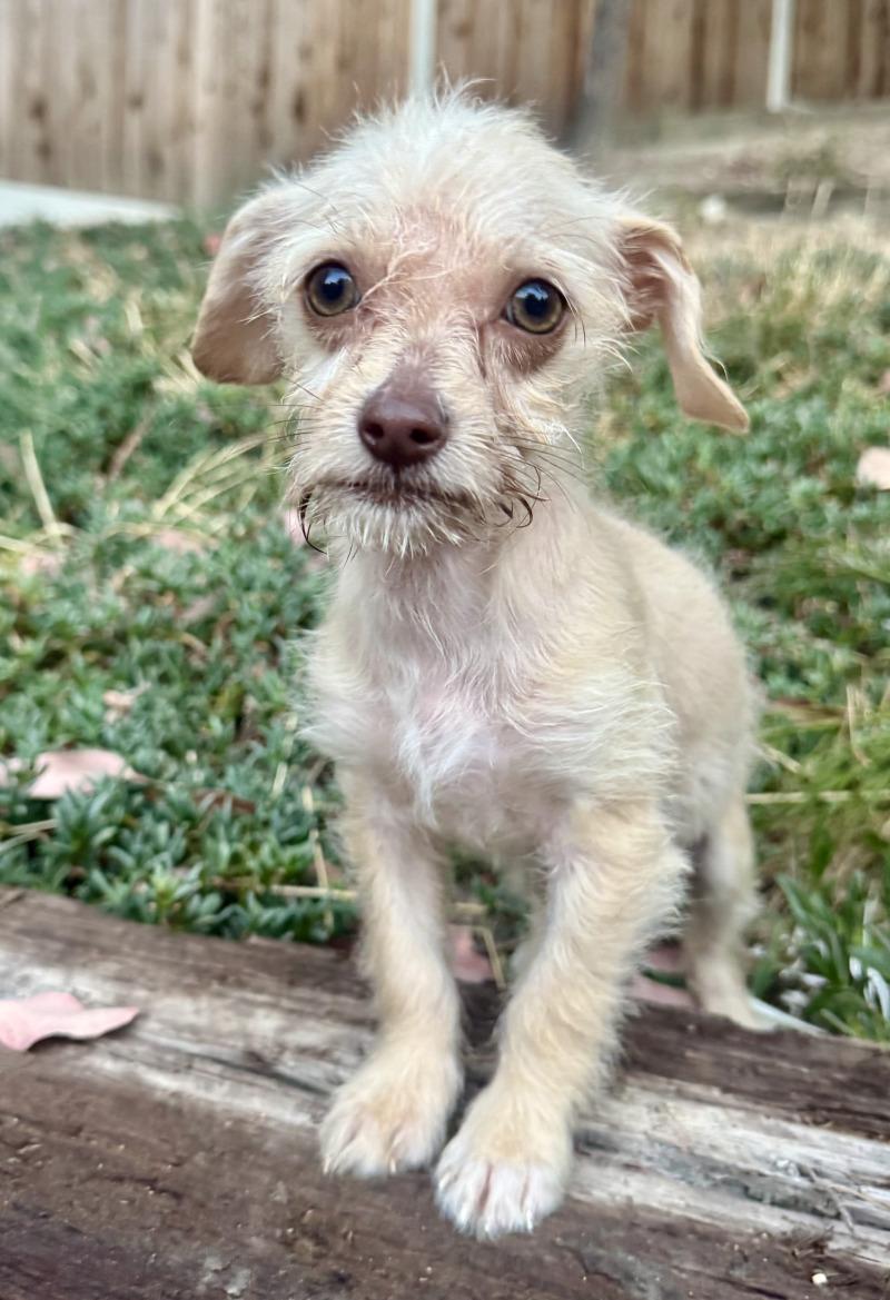Enlarge Skye, a Adoptable mixed breed in Valley Village, CA image 1/3
