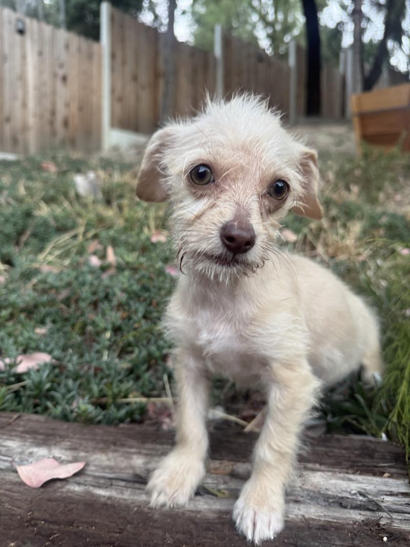 Enlarge Skye, a Adoptable mixed breed in Valley Village, CA image 2/3