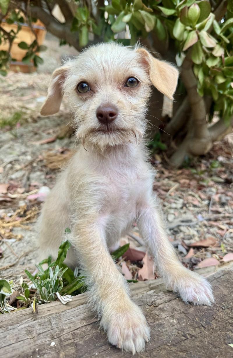 Enlarge Skye, a Adoptable mixed breed in Valley Village, CA image 3/3