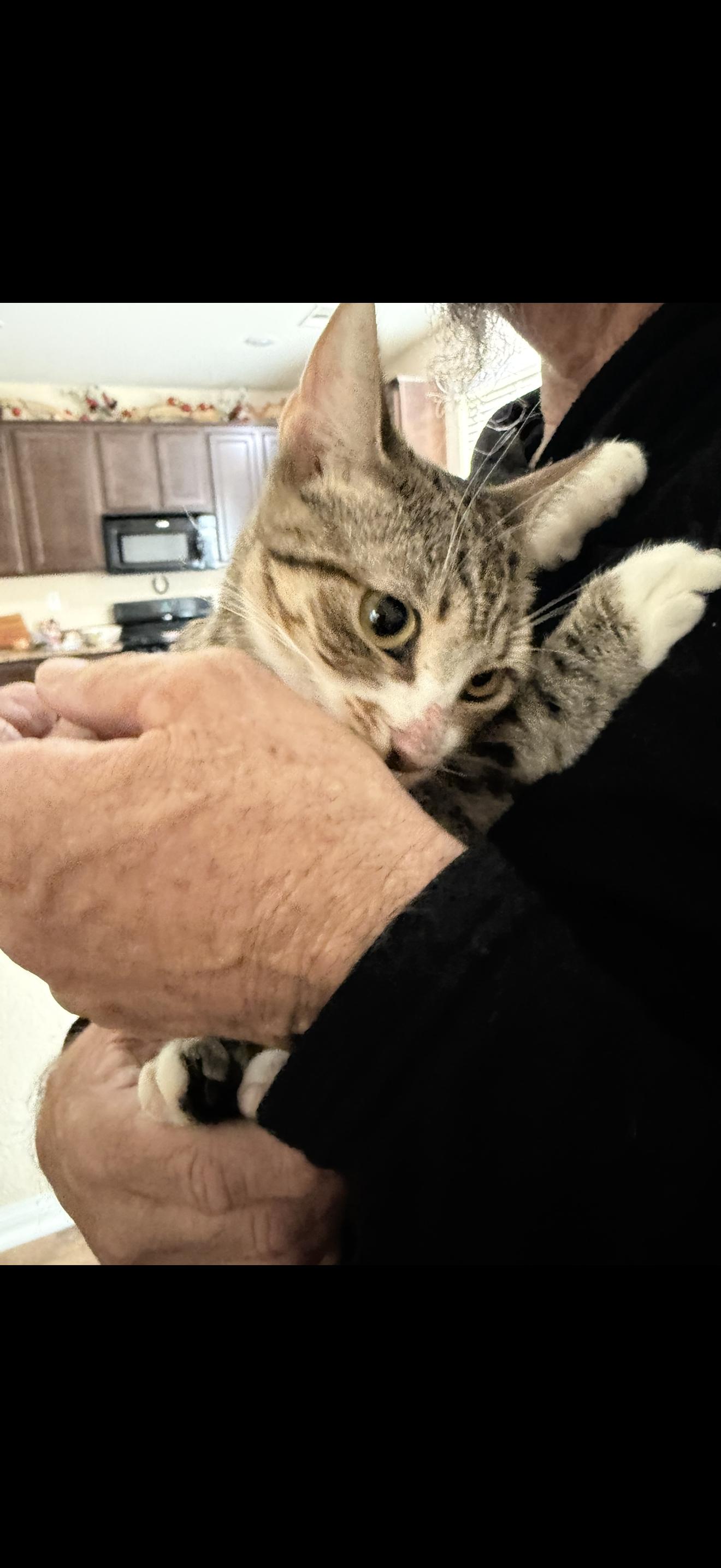 Enlarge Blessing, a Adopted Tabby in Las Vegas, NV image 1/1
