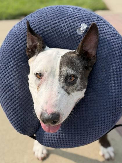 Enlarge Tess, a Adoptable mixed breed in Sacramento, CA image 2/4