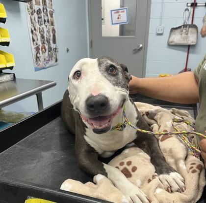 Enlarge Tess, a Adoptable mixed breed in Sacramento, CA image 4/4