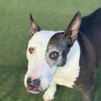 Tess, Adoptable, Senior Female Bull Terrier.