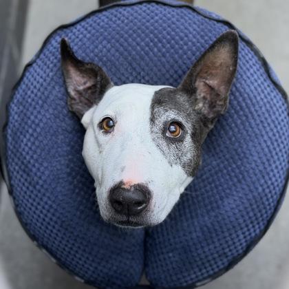 Enlarge Tess, a Adoptable mixed breed in Sacramento, CA image 3/4