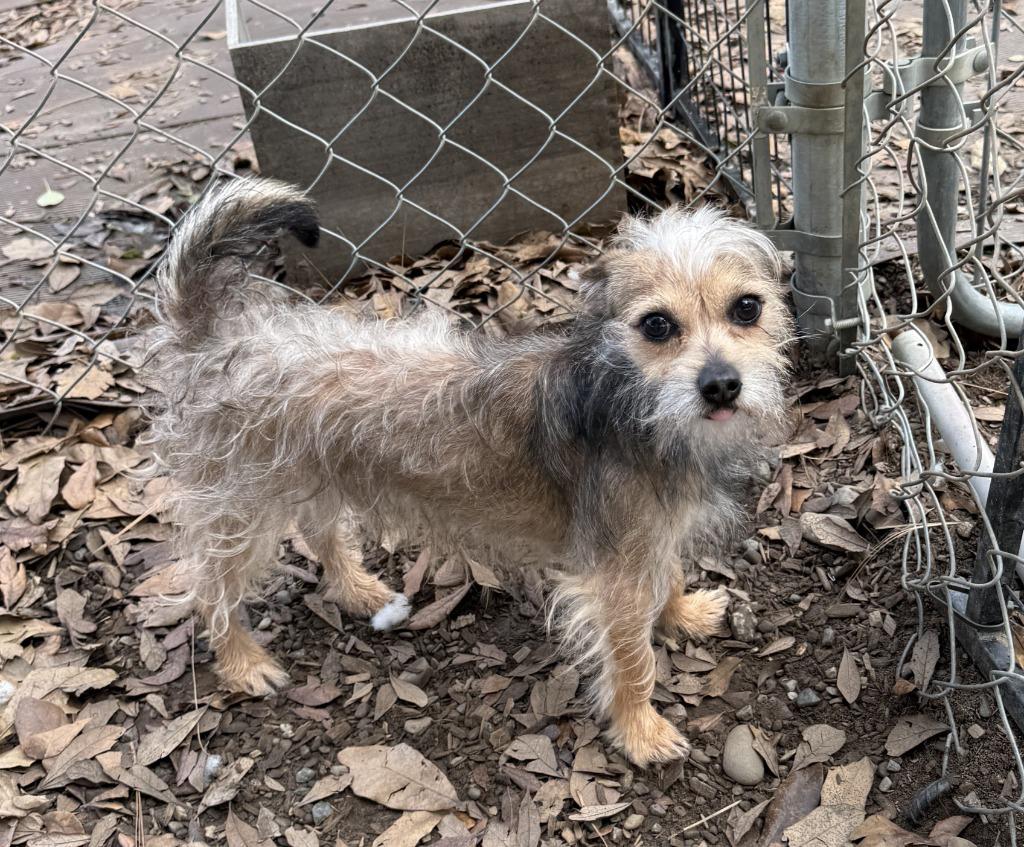 Dexter, Adopted, Young Male Yorkshire Terrier & Mixed Breed.