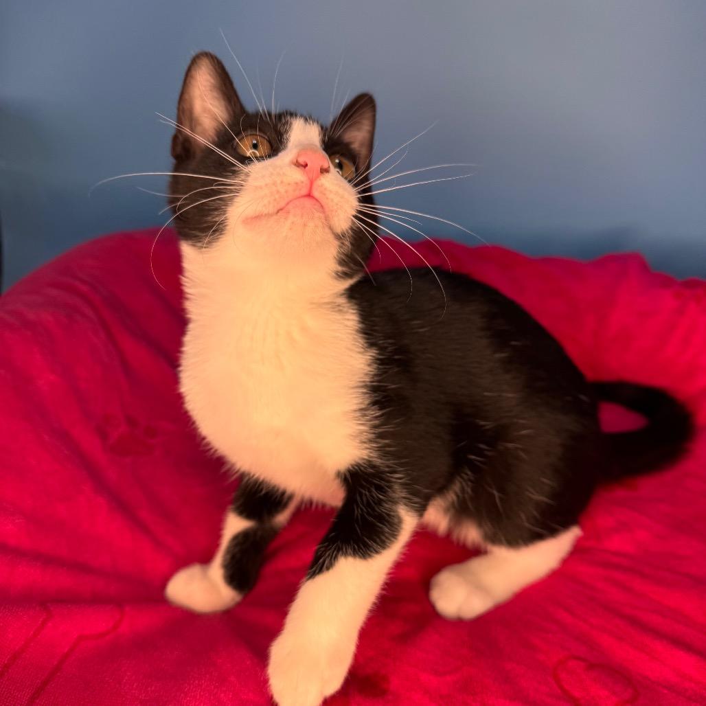 Vernon, Adoptable, Kitten Male Domestic Short Hair.
