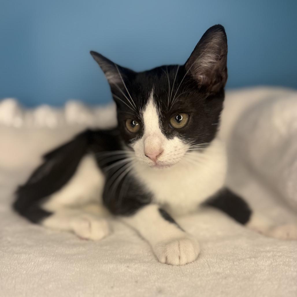 Enlarge Vernon, a Adoptable Domestic Short Hair in San Antonio, TX image 2/6