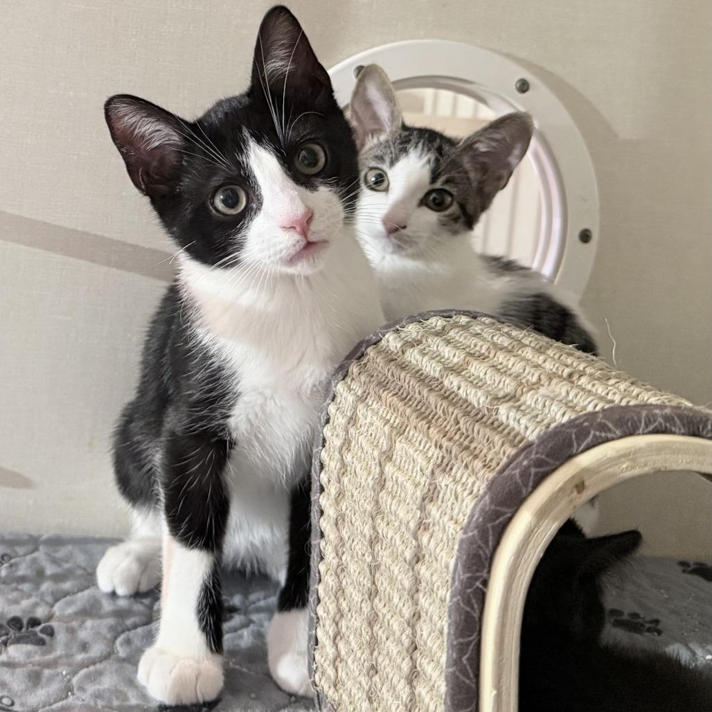 Enlarge Vernon, a Adoptable Domestic Short Hair in San Antonio, TX image 3/6