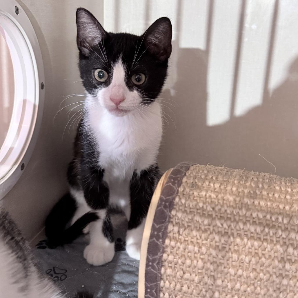 Enlarge Vernon, a Adoptable Domestic Short Hair in San Antonio, TX image 4/6