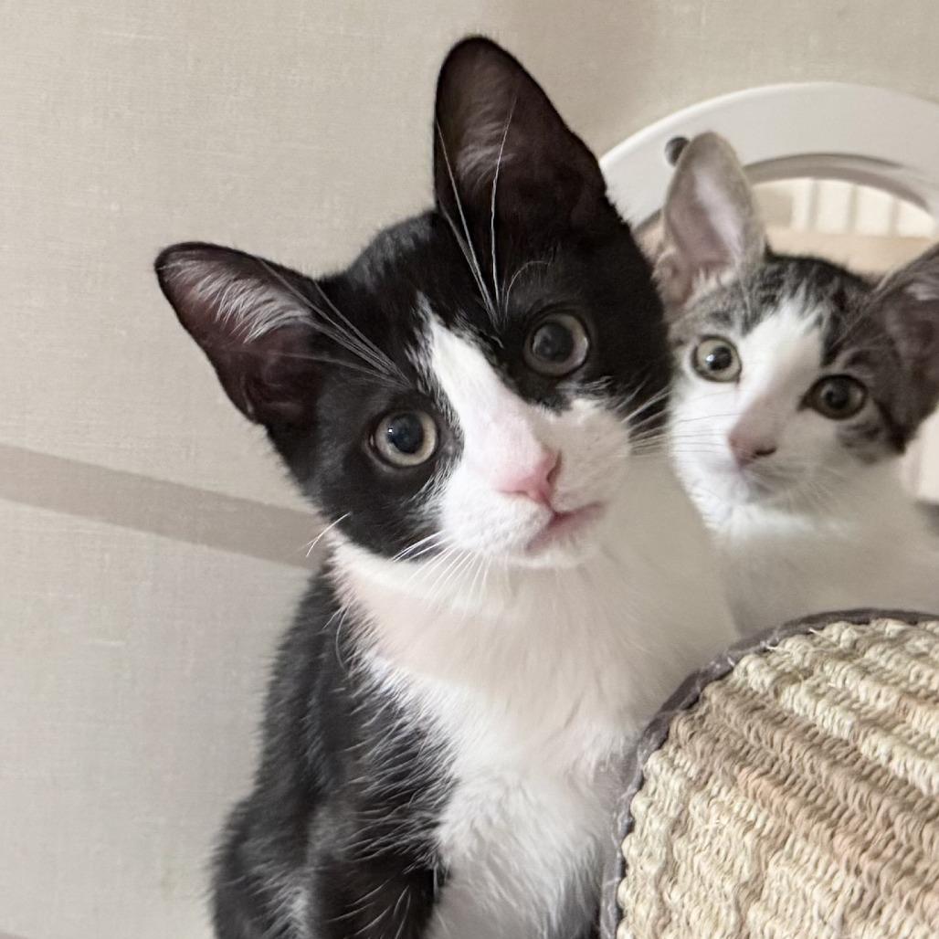 Enlarge Vernon, a Adoptable Domestic Short Hair in San Antonio, TX image 5/6