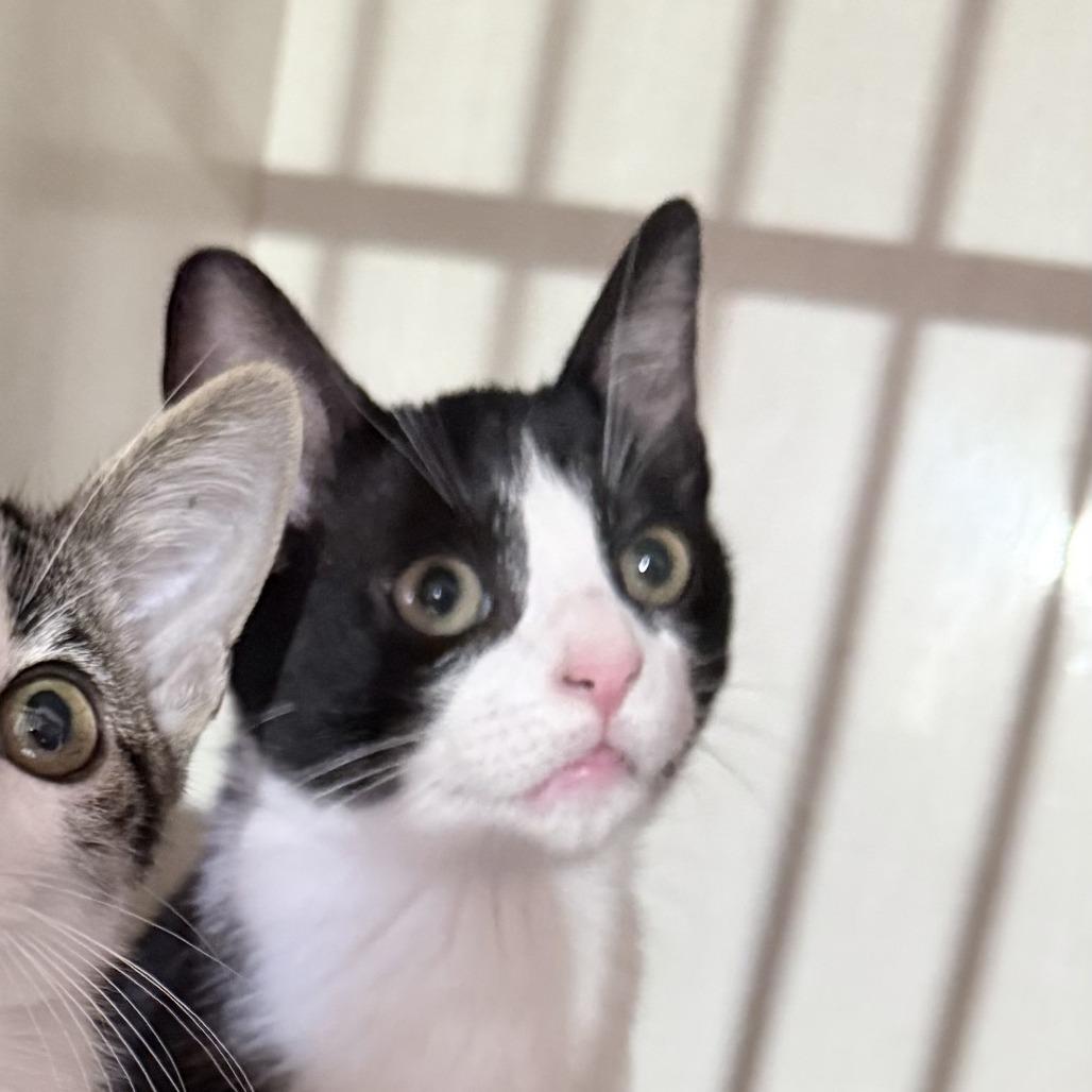 Enlarge Vernon, a Adoptable Domestic Short Hair in San Antonio, TX image 6/6