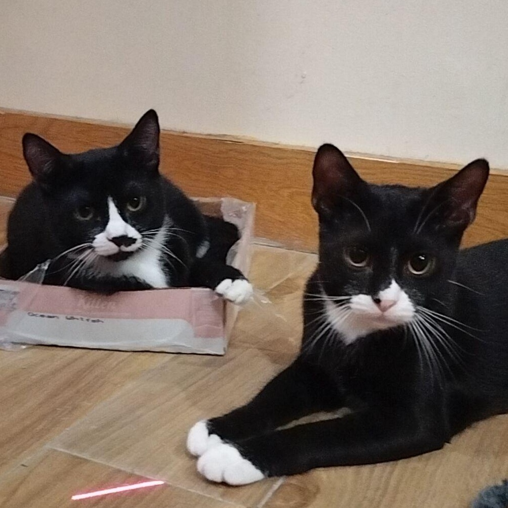 Enlarge Sushi and Sashimi , a ADOPTABLE American Shorthair in New York, NY image 4/6