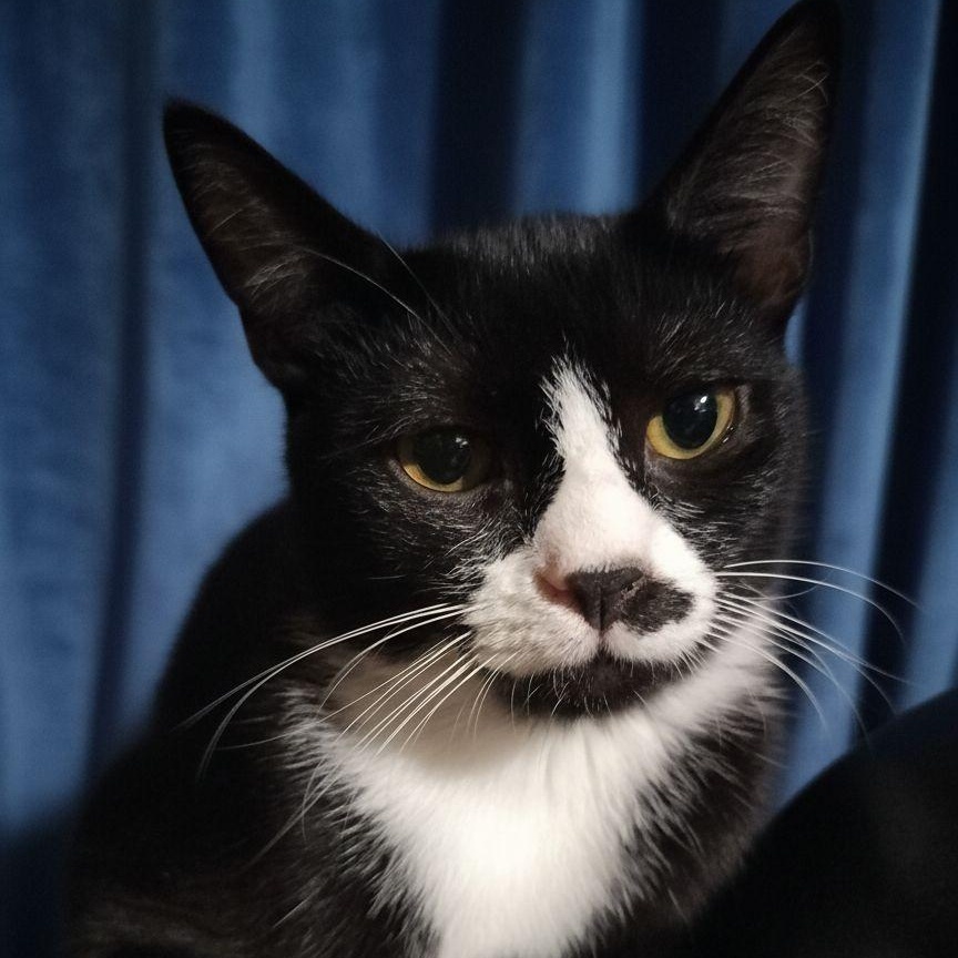 Enlarge Sushi and Sashimi , a ADOPTABLE American Shorthair in New York, NY image 6/6