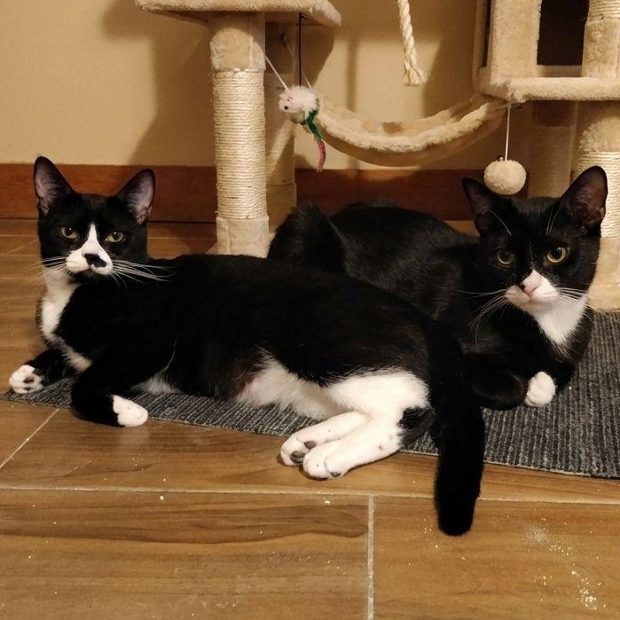 Enlarge Sushi and Sashimi , a ADOPTABLE American Shorthair in New York, NY image 1/6