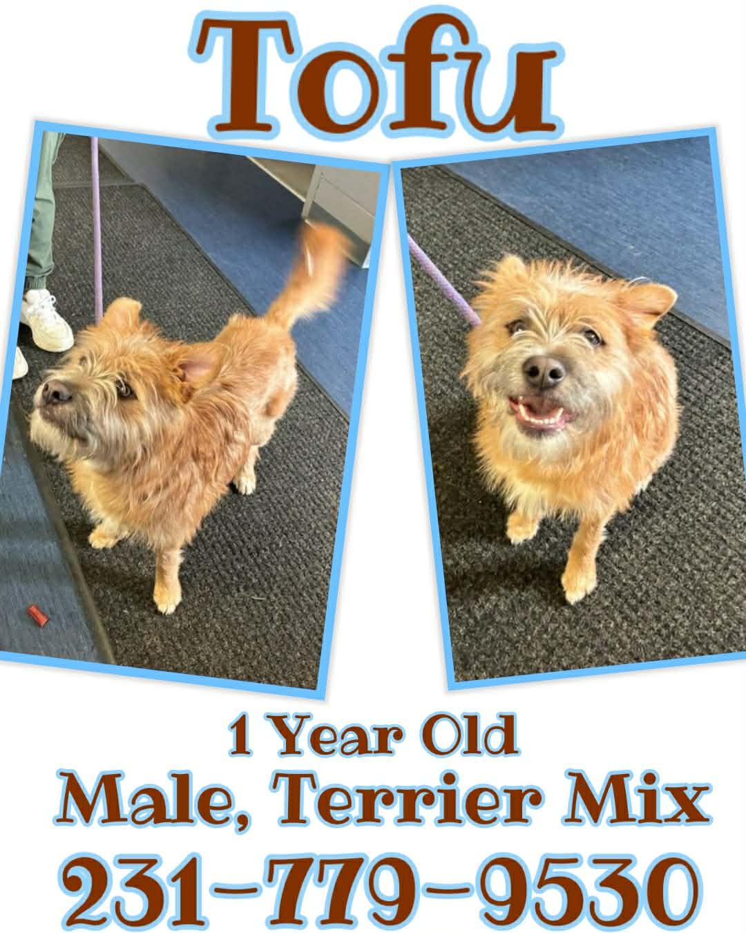 TOFU, ADOPTABLE, Young Male Terrier.