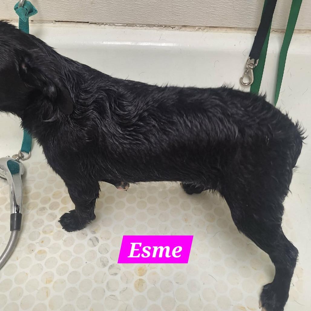 Enlarge Esme, a Adoptable Black Labrador Retriever in Madill, OK image 2/5