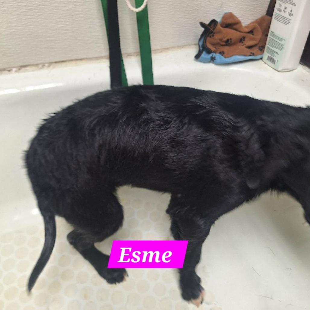 Enlarge Esme, a Adoptable Black Labrador Retriever in Madill, OK image 3/5