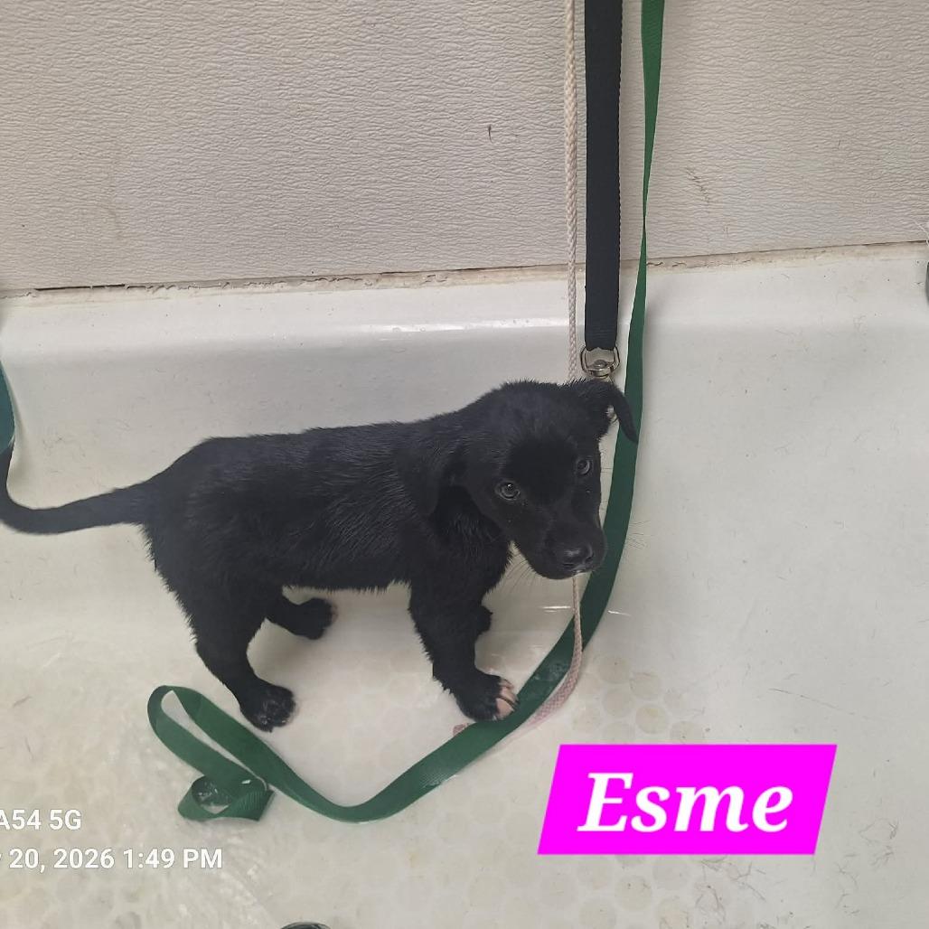 Enlarge Esme, a Adoptable Black Labrador Retriever in Madill, OK image 4/5
