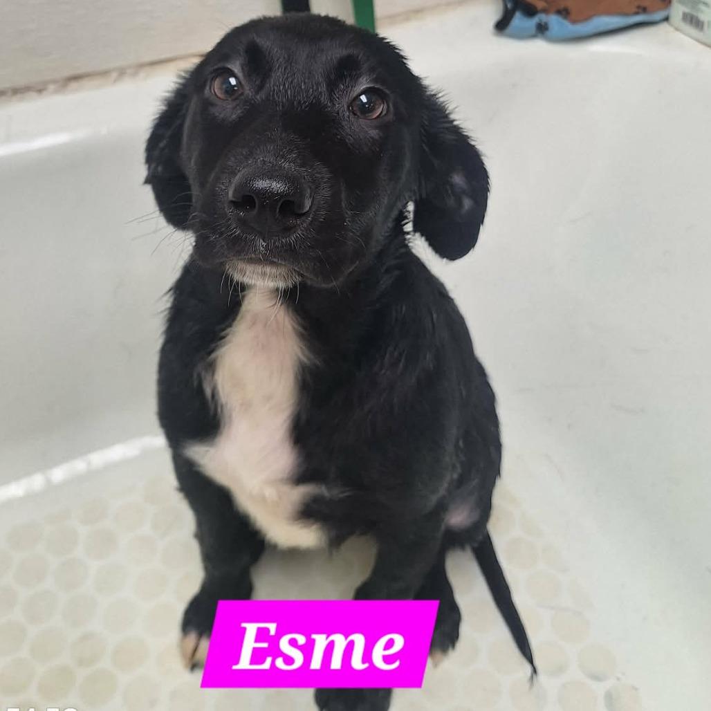 Enlarge Esme, a Adoptable Black Labrador Retriever in Madill, OK image 5/5