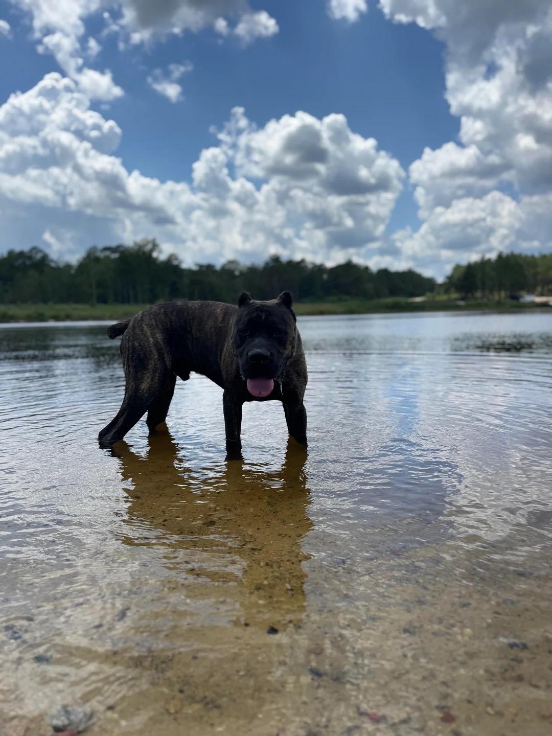 Judge-Courtesy Listing, a ADOPTABLE mixed breed in Carthage, NC image 1/3