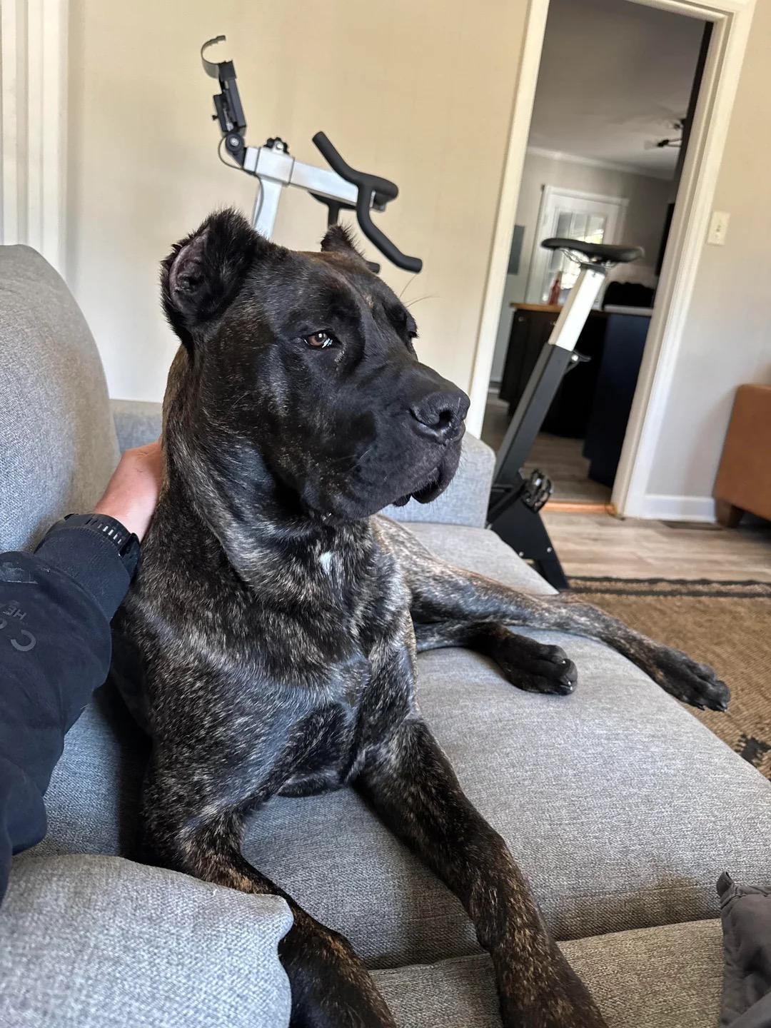 Judge-Courtesy Listing, a ADOPTABLE mixed breed in Carthage, NC image 2/3