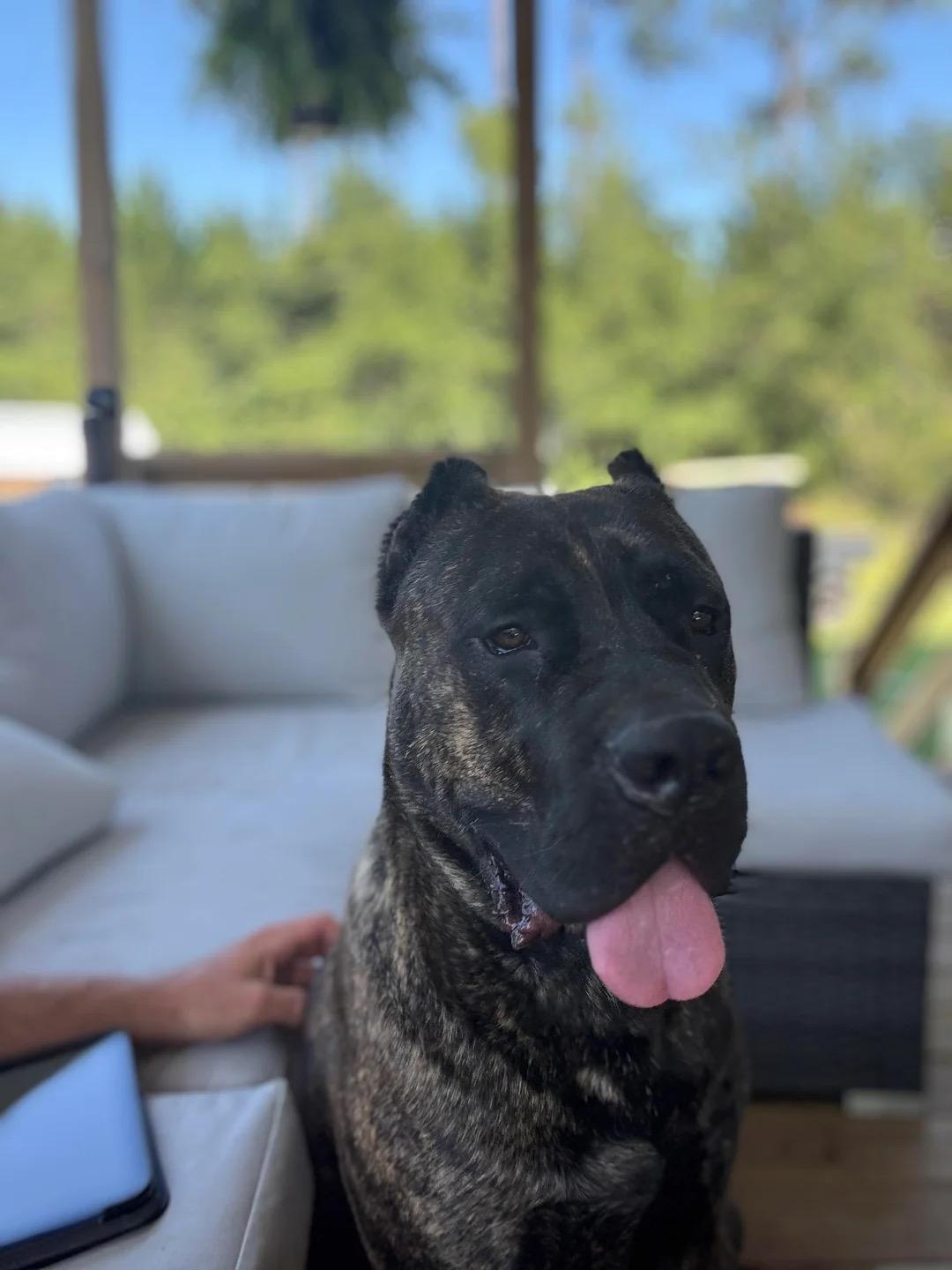 Judge-Courtesy Listing, a ADOPTABLE mixed breed in Carthage, NC image 3/3