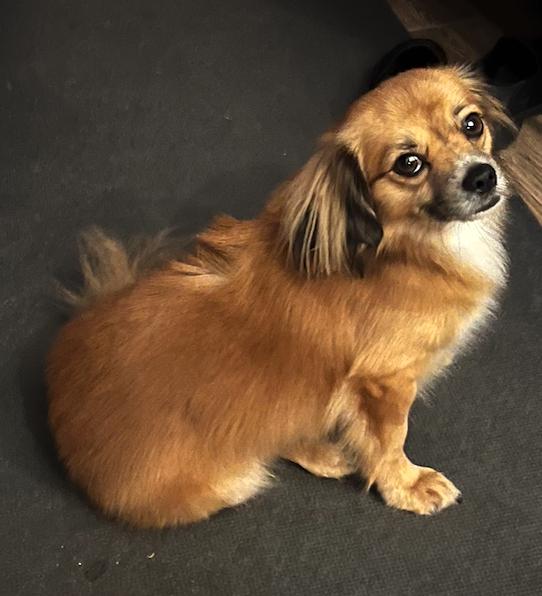 Mello ADOPTION PENDING, a Adoptable mixed breed in Osteen, FL image 2/3