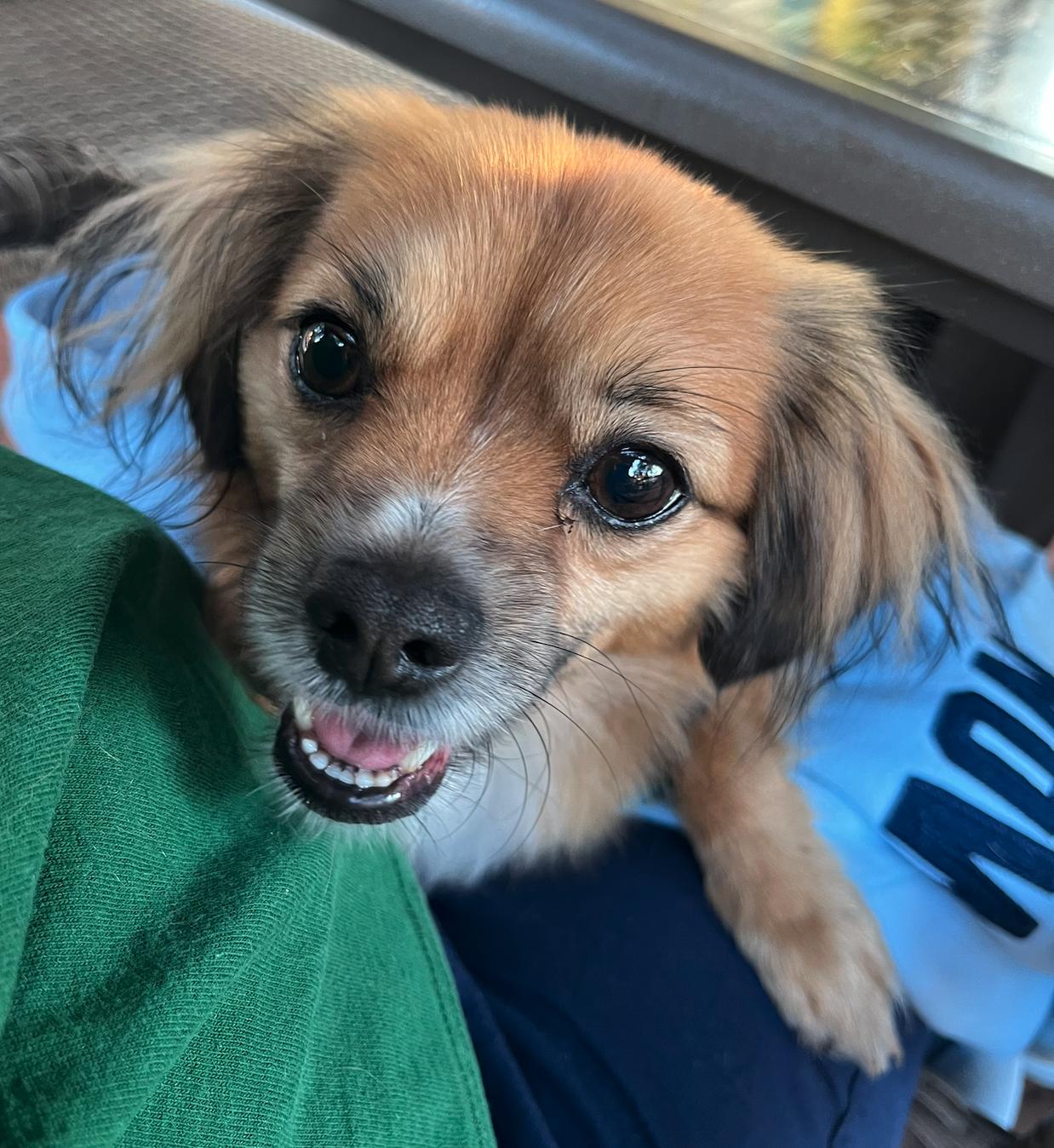 Enlarge Mello ADOPTION PENDING, a Adoptable mixed breed in Osteen, FL image 2/3