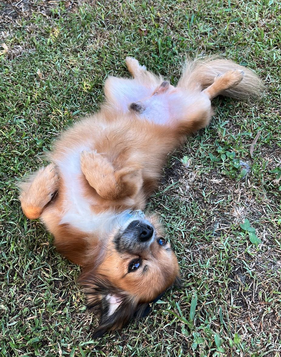 Mello ADOPTION PENDING, a Adoptable mixed breed in Osteen, FL image 3/3