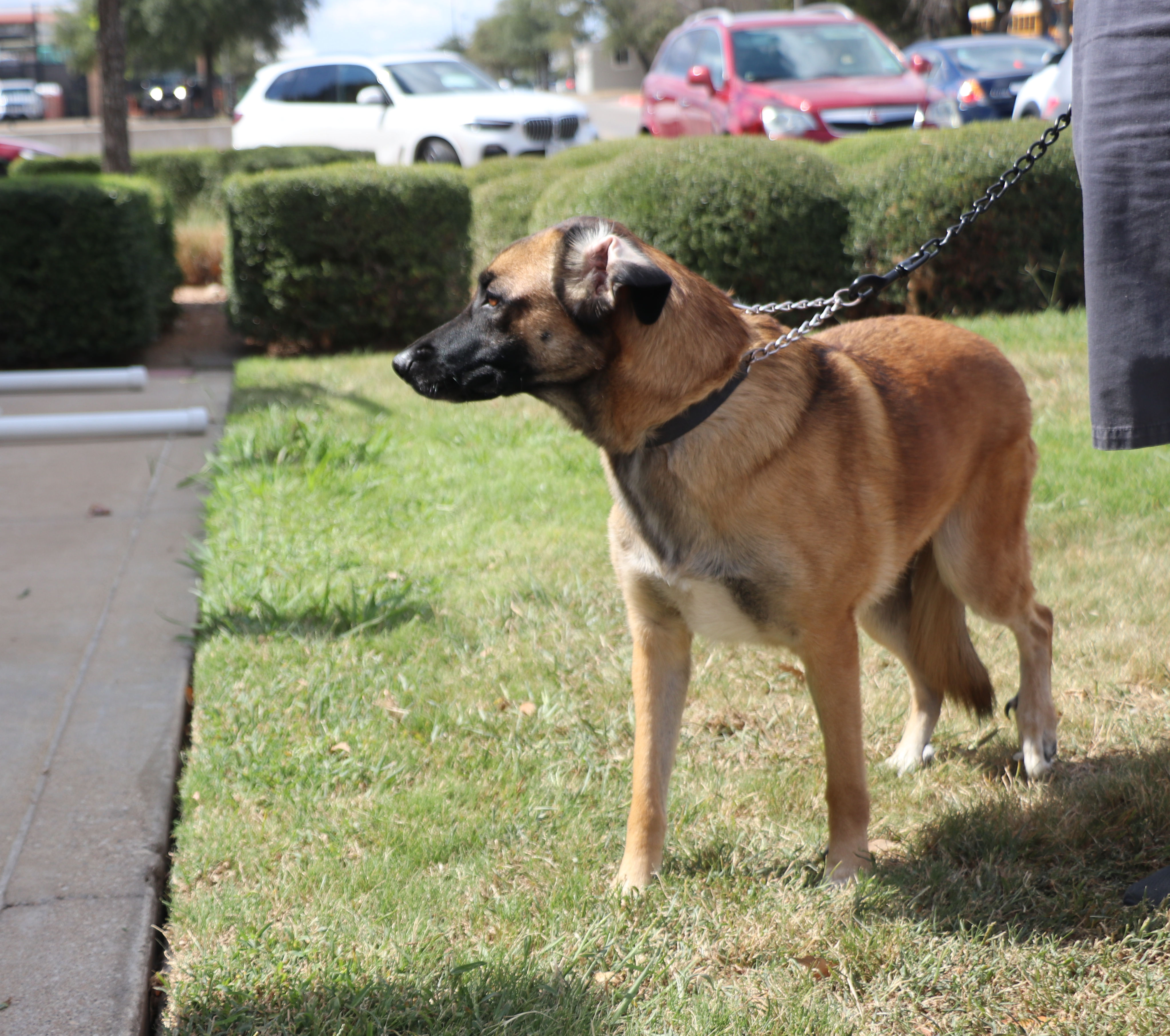 Enlarge Zadie, a Adoptable mixed breed in Cape Neddick, ME image 3/6
