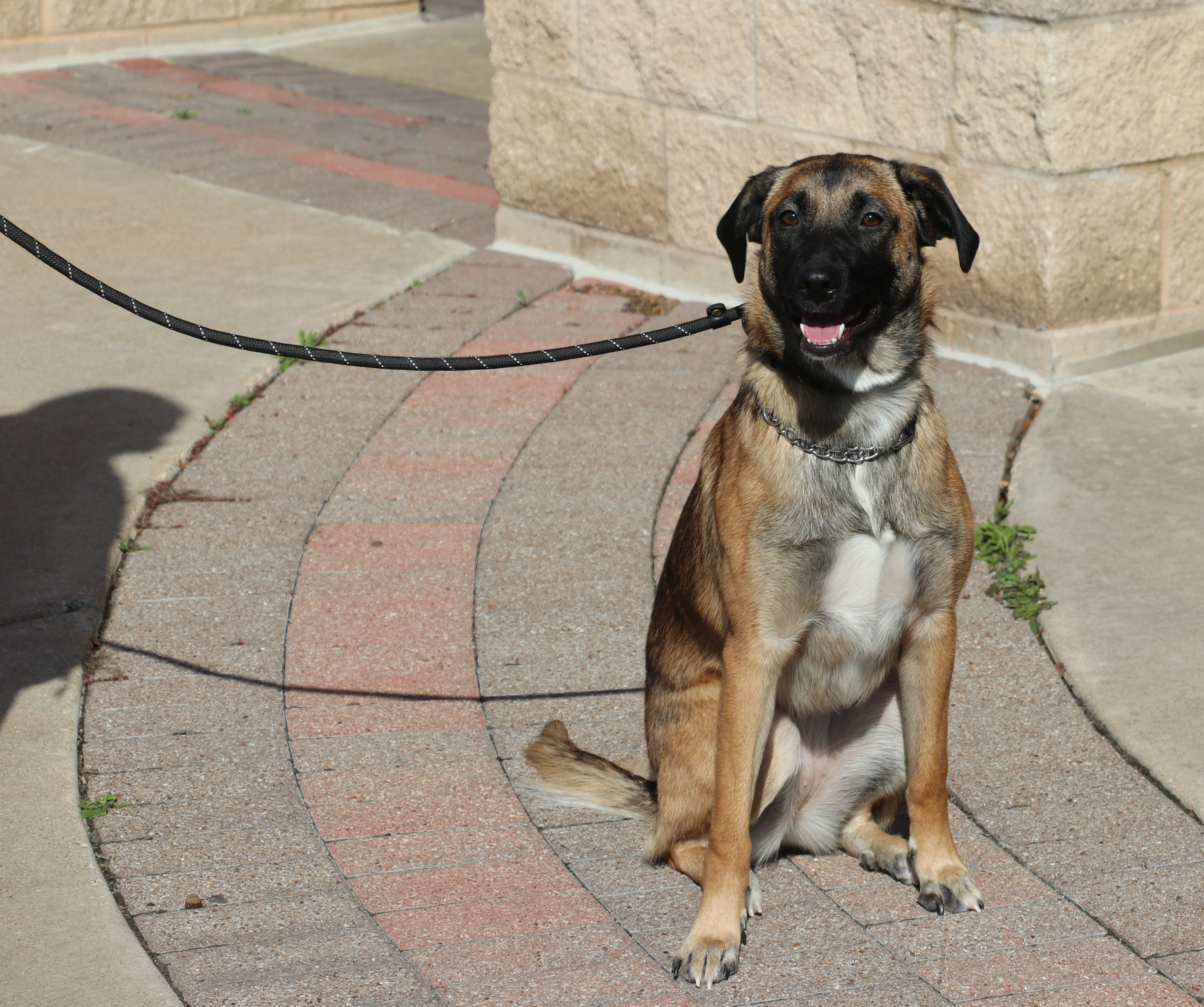 Enlarge Zadie, a Adoptable mixed breed in Cape Neddick, ME image 5/6