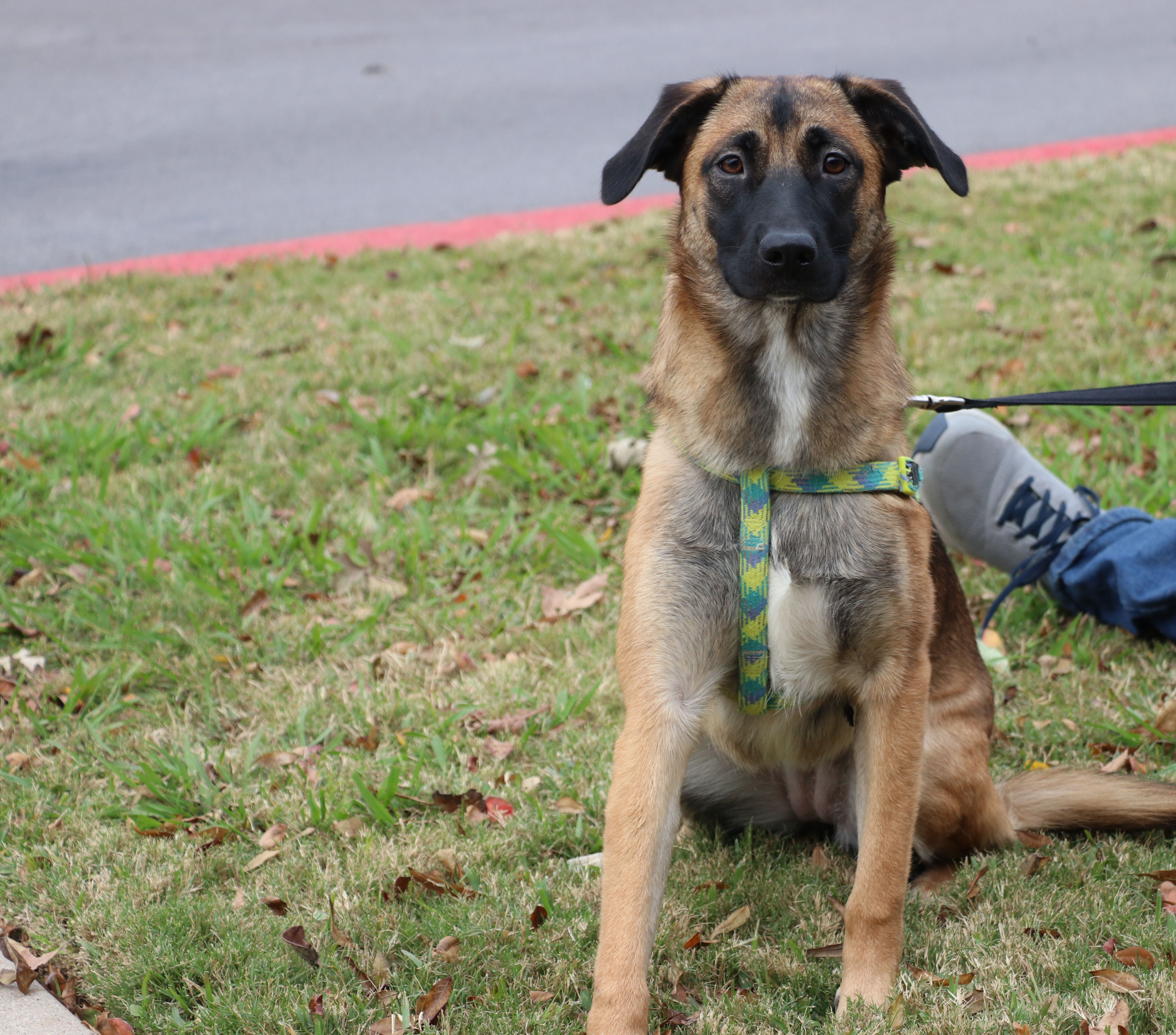 Enlarge Zadie, a Adoptable mixed breed in Cape Neddick, ME image 6/6