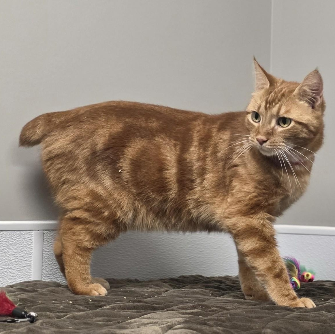 Bob, adopted, Adult Male Domestic Short Hair.