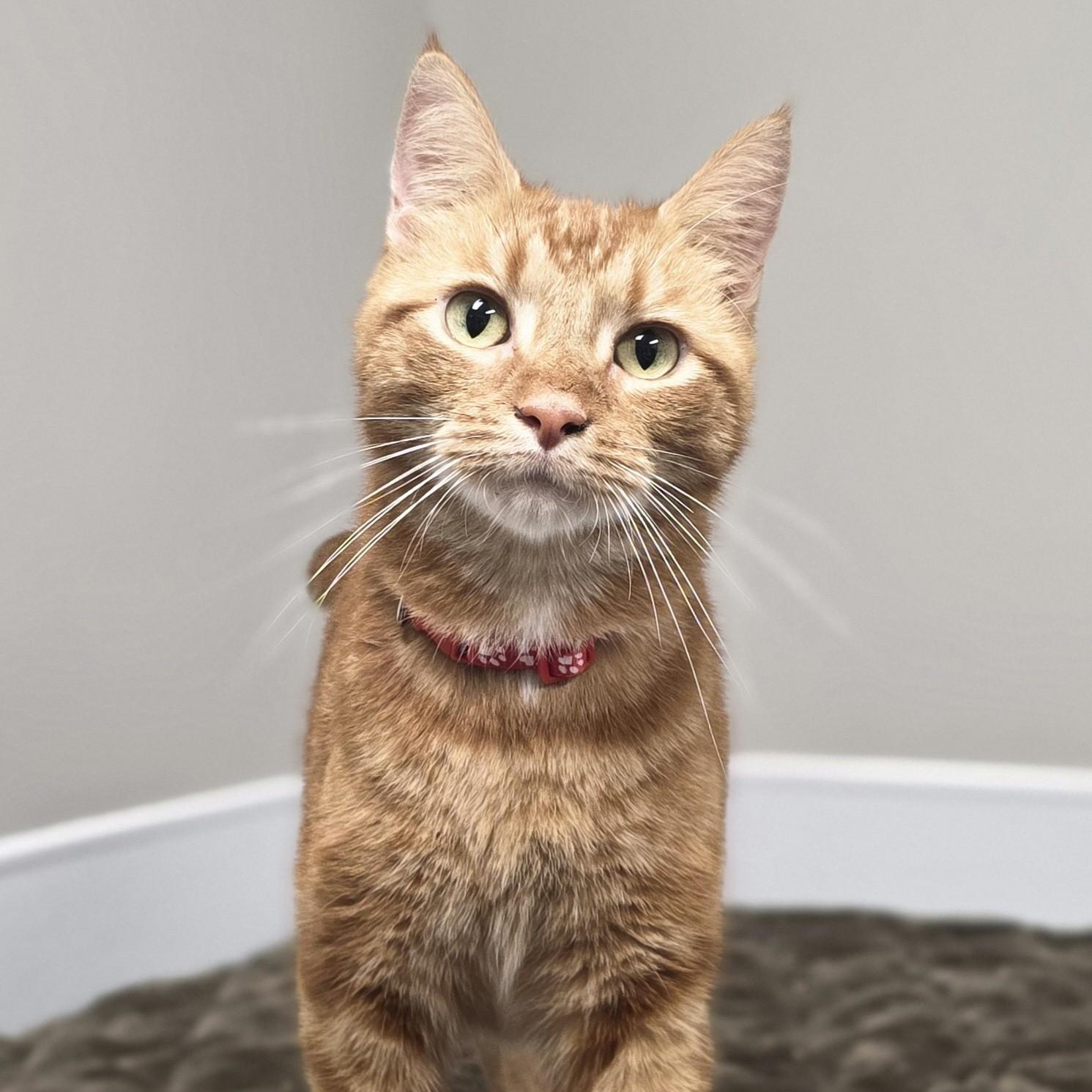 Bob, an adopted mixed breed in Shepherdsville, KY image 5/5