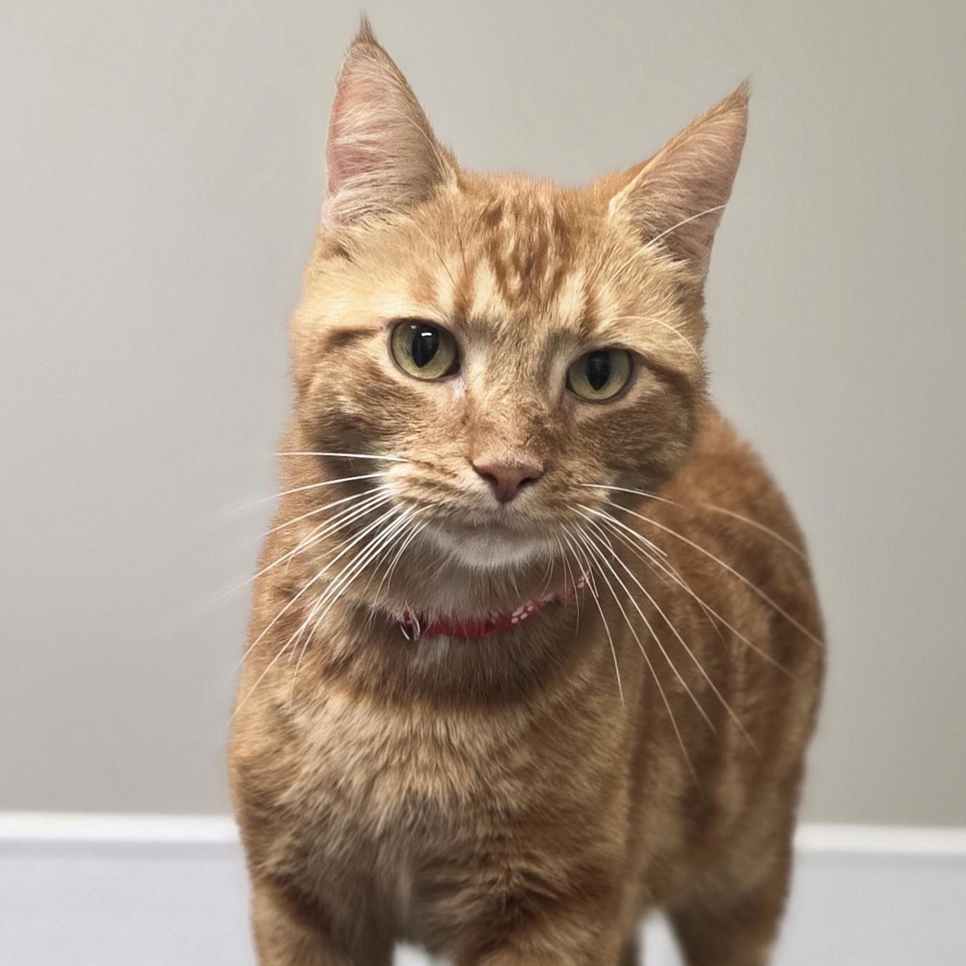 Bob, an adopted mixed breed in Shepherdsville, KY image 2/5
