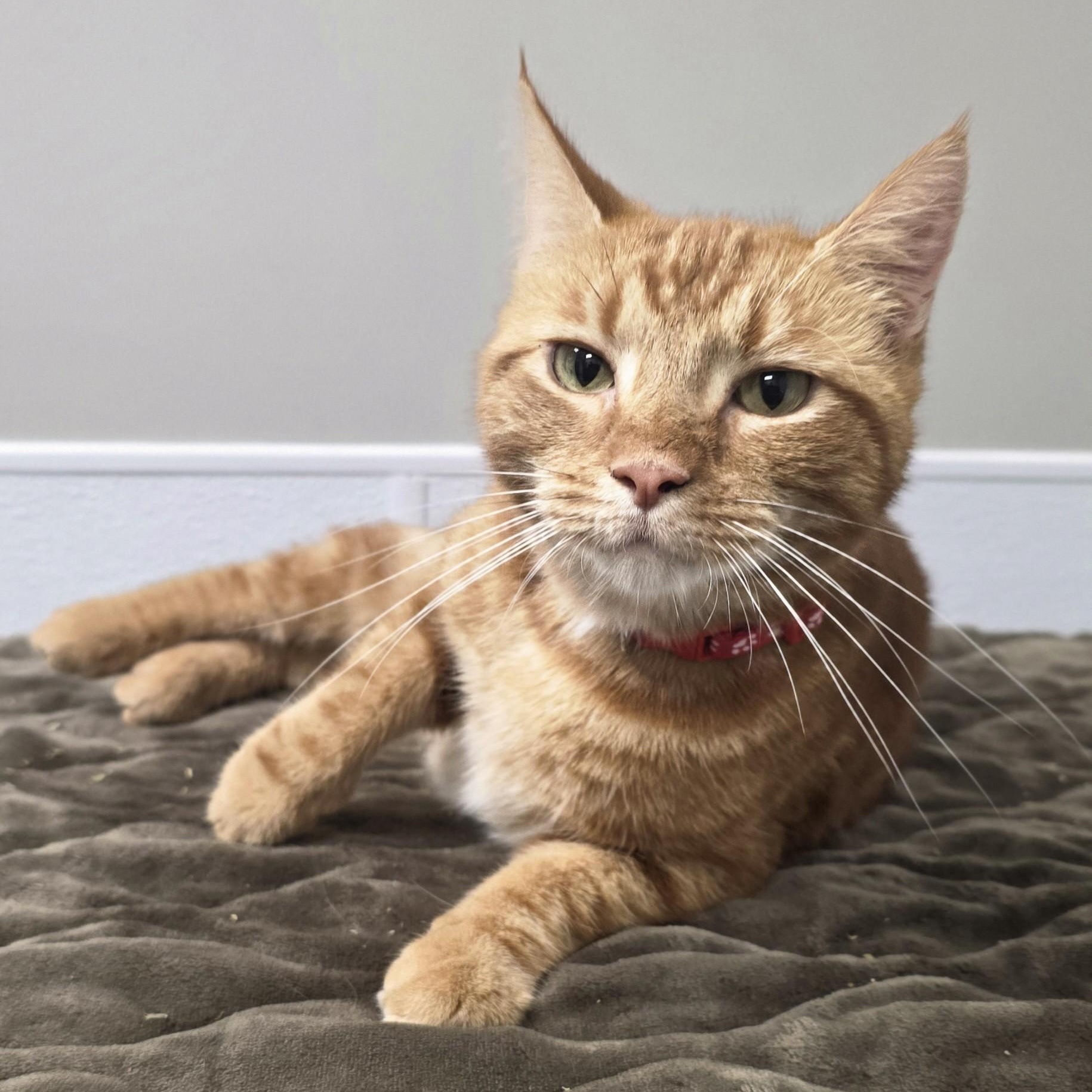 Bob, an adopted mixed breed in Shepherdsville, KY image 4/5