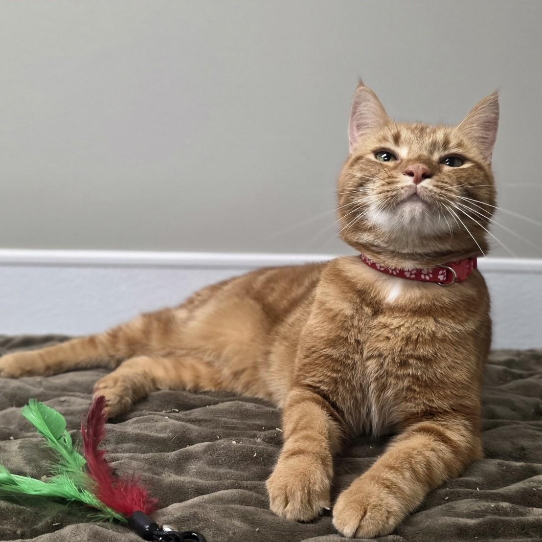 Bob, an adopted mixed breed in Shepherdsville, KY image 3/5