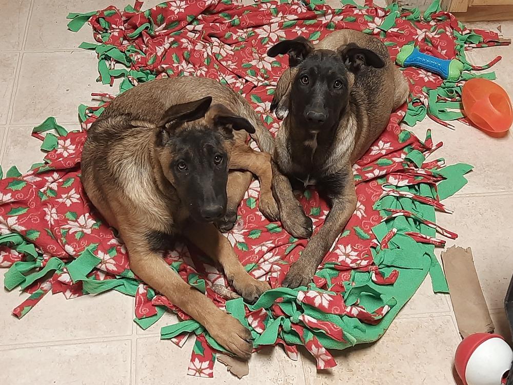 Enlarge Animaniacs Litter - Mindi - Located in El Paso, TX, a Adoptable mixed breed in Rusk, TX image 1/6