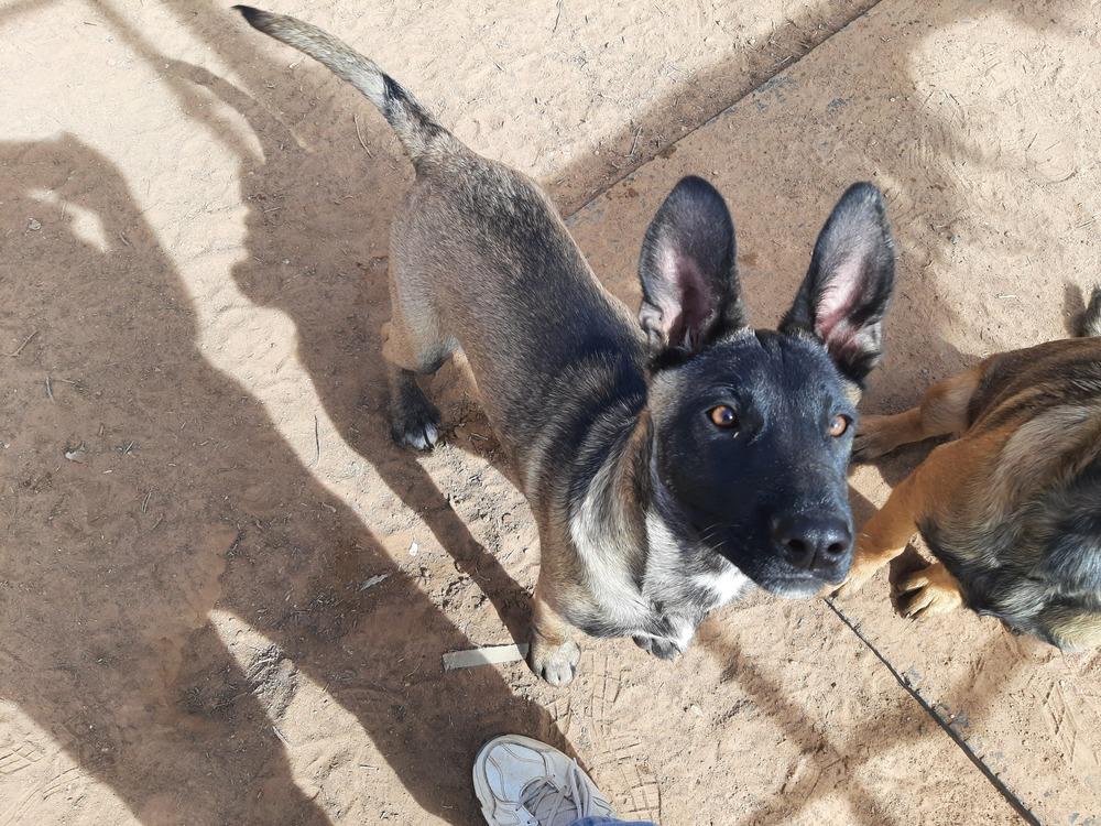 Enlarge Animaniacs Litter - Mindi - Located in El Paso, TX, a Adoptable mixed breed in Rusk, TX image 2/6