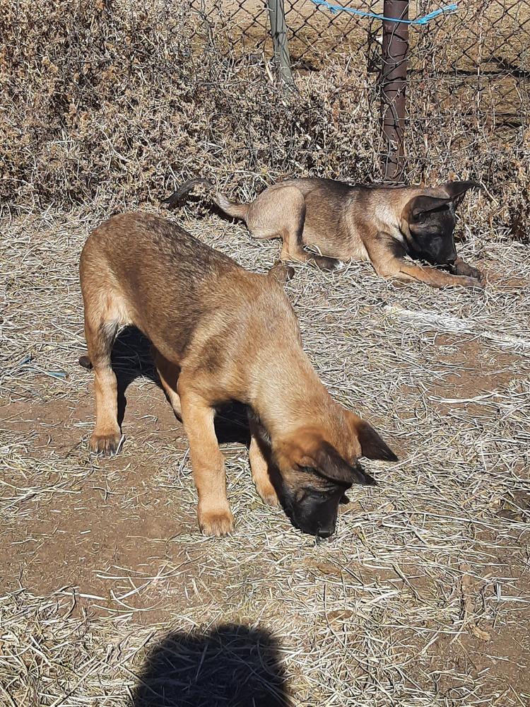 animaniacs litter Mindi located in El Paso, TX — thumbnail 2