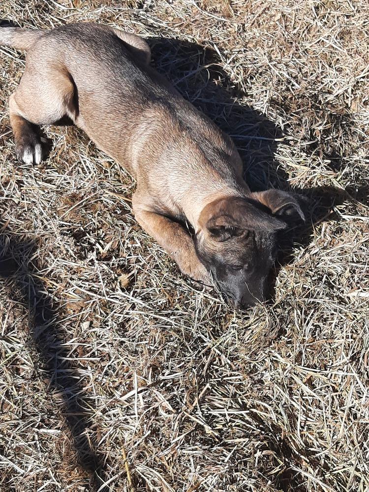 Enlarge Animaniacs Litter - Mindi - Located in El Paso, TX, a Adoptable mixed breed in Rusk, TX image 6/6