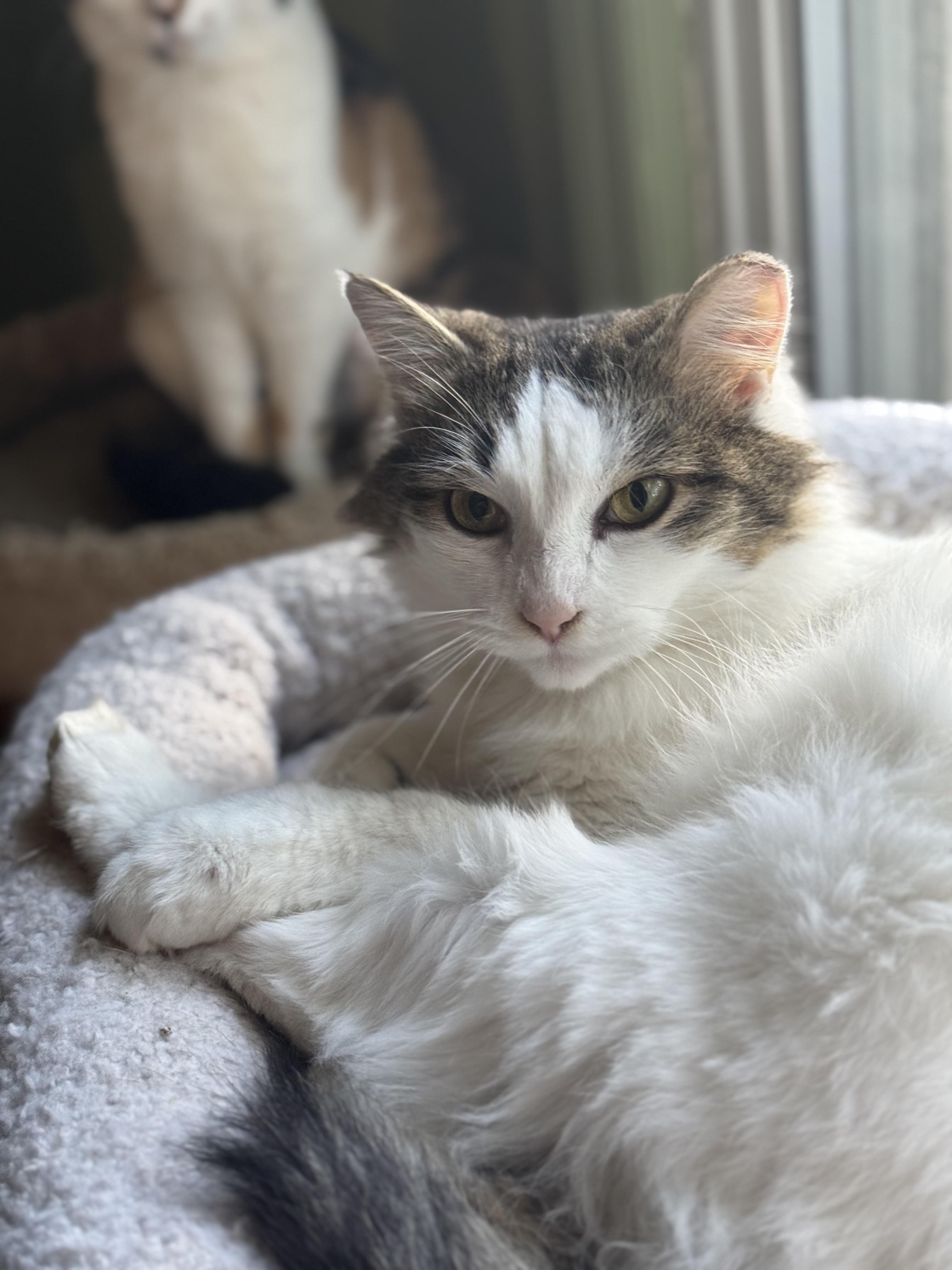 Alora, Adopted, Adult Female Domestic Long Hair.