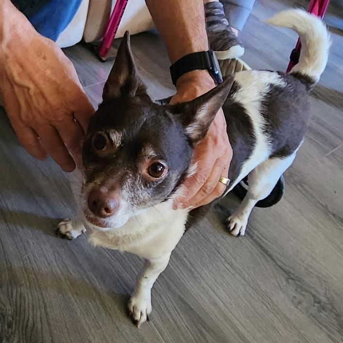 Baby, Adoptable, Adult Female Chihuahua & Mixed Breed.