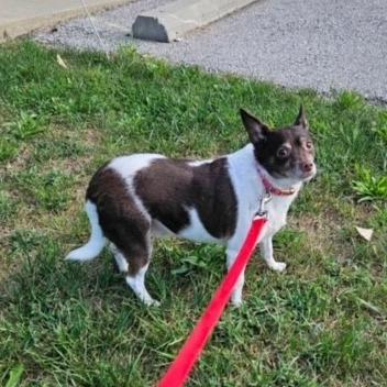 Baby, a Adoptable mixed breed in Kansas City, MO image 2/6