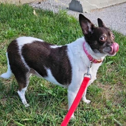 Baby, a Adoptable mixed breed in Kansas City, MO image 3/6